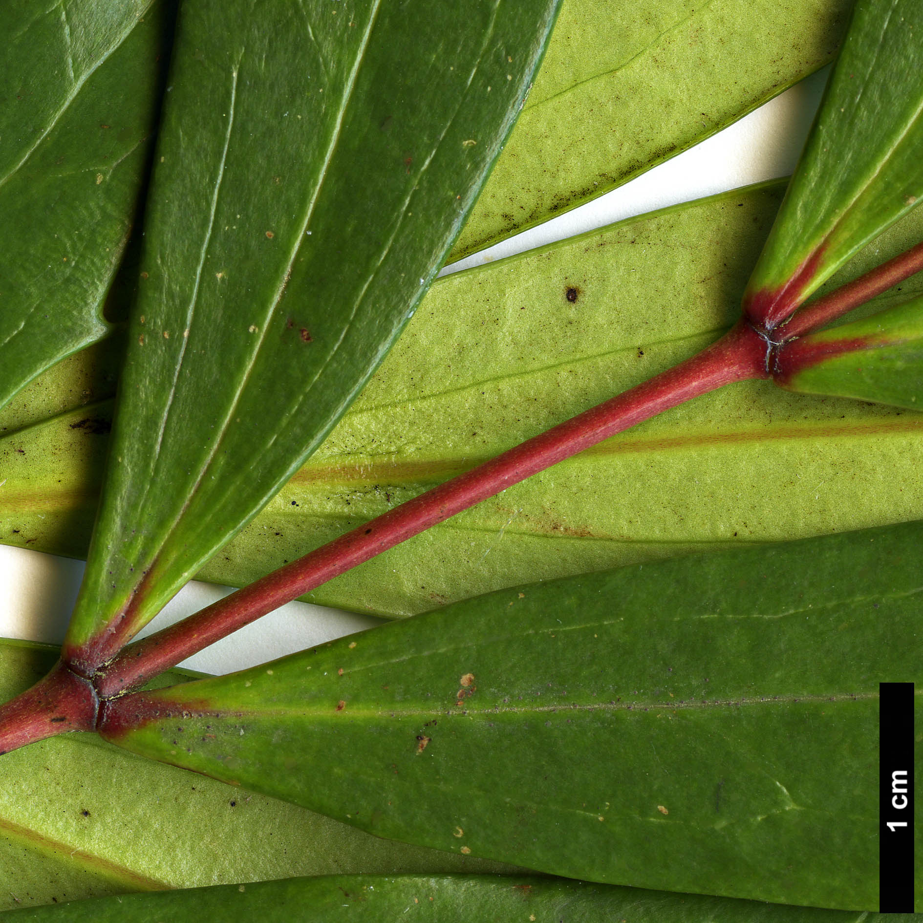 High resolution image: Family: Berberidaceae - Genus: Mahonia - Taxon: eurybracteata - SpeciesSub: subsp. ganpinensis 'Chalingba'